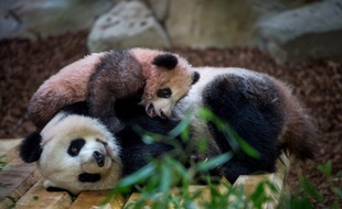 Prise en janvier 2018, cette photo montre le petit panda Yuan Meng jouant avec sa mère Huan Huan au zoo de Beauval.