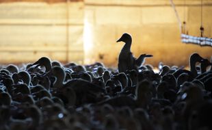 Illustration d'un élevage de canards.