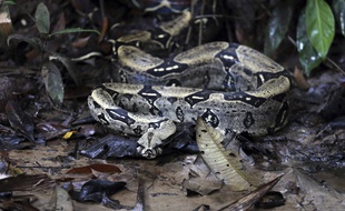 Illustration d'un boa constrictor.