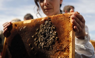 Une apicultrice montre les abeilles mortes qu'elle a trouvées dans sa ruche pour sensibiliser à leur disparition.