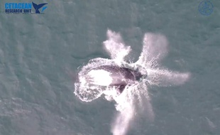 Une baleine franche australe filmée par un drone de la Murdoch University.