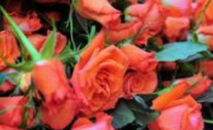 Un collège de Stockholm a décidé d'interdire la vente de roses dans l'établissement le jour de la Saint-Valentin pour ne pas chagriner les élèves privés d'amoureux.