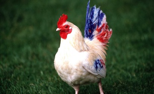 Un coq aux couleurs de la France (photo d'illustration)