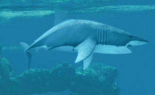 Un grand requin blanc photographié dans l'océan.