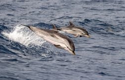 Comment naissent les dauphins ?