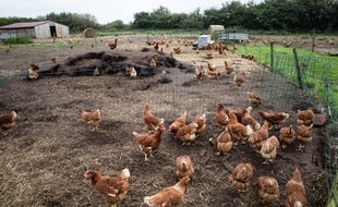 Illustration d'une exploitation de poules.