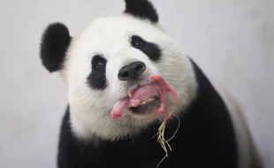Le premier bébé panda belge est né le 1er juin 2016.