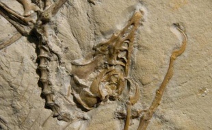 Le célèbre Archaeopteryx arborait certainement des plumes noires, assure une étude publiée mardi qui lève pour la première fois le voile sur les couleurs de ce petit dinosaure aux allures de volatile.