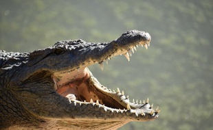 Illustration d'un alligator.