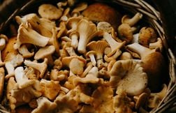 Quels sont les bienfaits des champignons ? 