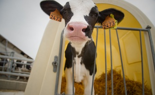 Comment une dizaine de vaches a semé la panique sur les routes et une voie ferrée (Illustration)