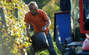 Le vigneron Olivier Martin à Irouléguy le 28 septembre 2015