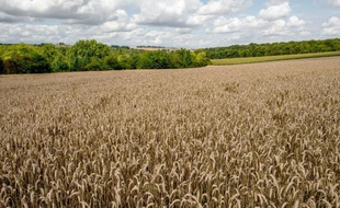 Des algues et des micro-guêpes pour protéger blé et maïs des maladies : le biocontrôle, alternatif aux pesticides, commence à apparaître timidement pour les céréales