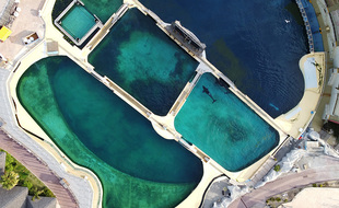 Des algues sont visibles dans les bassins des orques