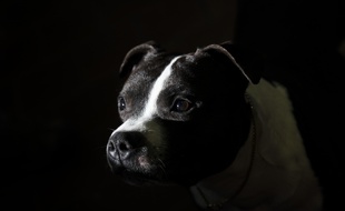 Un staffordshire bull terrier (illustration).