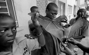 Des enfants portent une chauve-souris à Abidjan, en Côte d'Ivoire, le 8 avril 2001