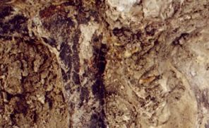 Ce pied de brachiosaure, retrouvé en 1998, est le plus grand pied de dinosaure jamais mis au jour par des scentifiques