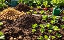 Après la récolte des pommes de terre, ces semis d’été faciles garantissent un potager productif à l’automne