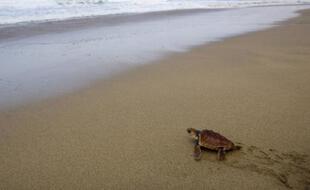Un bébé tortue caouanne tente de rejoindre la mer sur une plage de Fuerteventura, Canaries, le 28 octobre 2007.