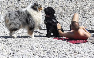 Cet été, une plage pour chien a été créée en face de la promenade des anglais à Nice. (Illustration)