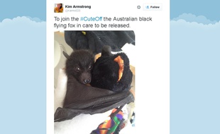 Capture d'écran d'un tweet d'une participante au #cuteoff sur Twitter, le 2 septembre 2015.