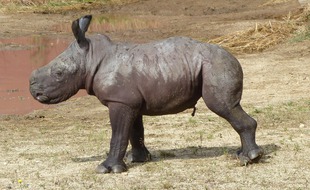 Lewa est la premier bébé rhinocéros blanc né en 2021 en France.