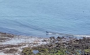 Capture d'écran de la vidéo d'une habitante d'Arzon, dans le Morbihan, montrant un chevreuil allant se baigner en mer.