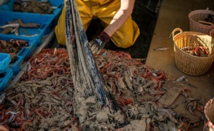 Un pêchier retire un sac plastique d'un filet de pêche près des côtes de Villajoyosa en Espagne, le 4 novembre 2015