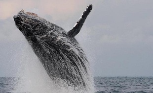 A quelques encablures des éléphants vivant dans la forêt équatoriale qui vient mourir sur la plage, quatre baleines à bosse s'ébattent dans un langoureux ballet amoureux, devant l'estuaire menant au port de Libreville, la capitale gabonaise.