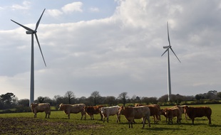 Illustration de vaches devant des éoliennes
