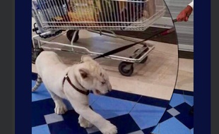 Un bébé fauve déambule dans une galerie marchande, à Guérande