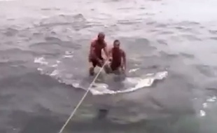 L'organisation Marine Connection, qui protège les cétacés, veut retrouver les deux hommes qui ont surfé à dos de requin-baleine pour les poursuivre en justice.