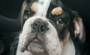 Le bouledogue avait été volé lors d'un cambriolage