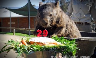 29 ans et encore la forme Patrick le wombat !