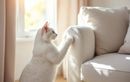 Griffures soudaines sur vos meubles : décryptez ce signal de votre chat et découvrez la bonne réaction à adopter