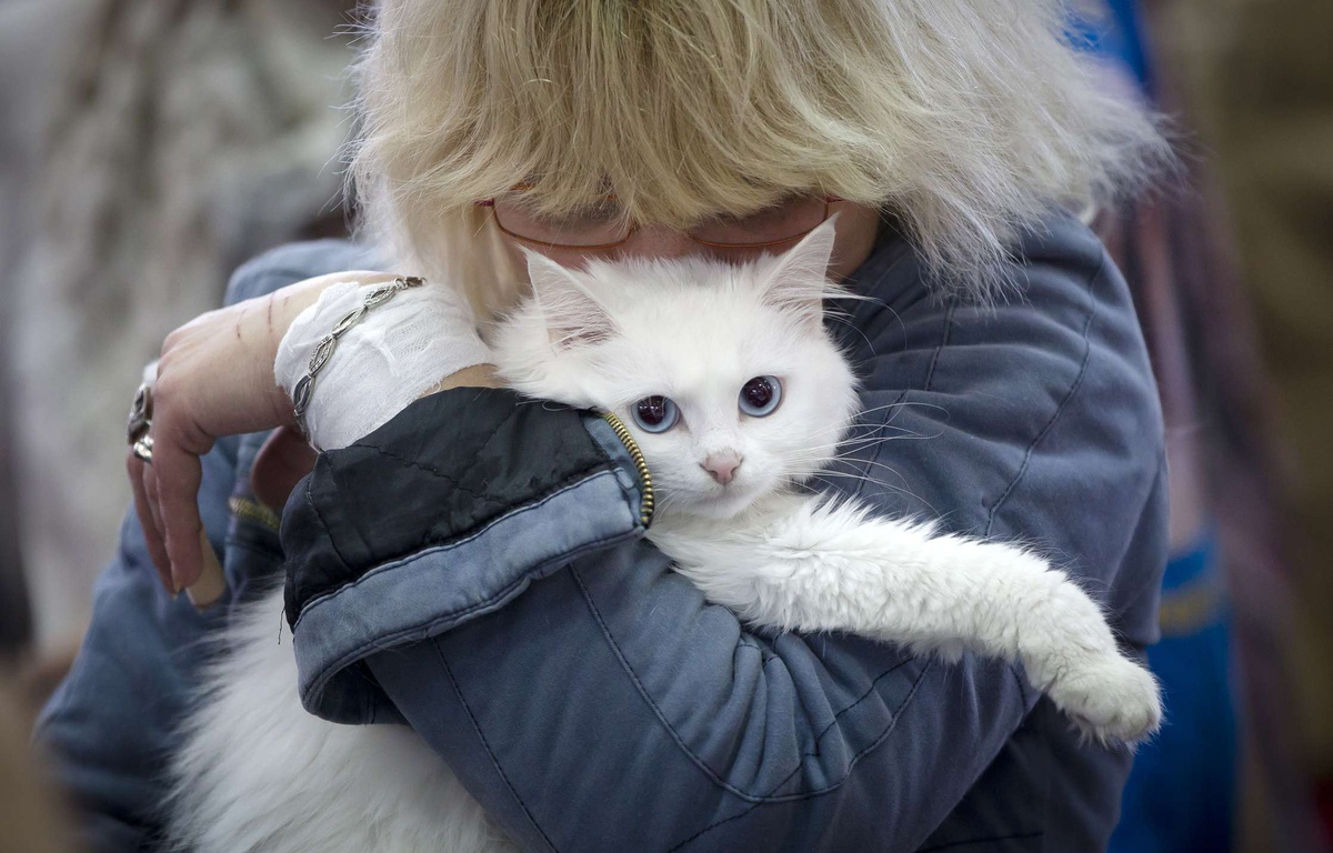 Hérault Poursuivie pour avoir tué au couteau le chien qui venait de dépecer son chat