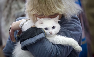 Illustration d'un chat angora.