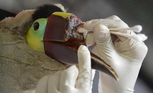Un toucan au bec arraché après avoir été maltraité par un groupe de jeunes est soigné le 4 février 2015 dans un centre de secours spécialisé au nord de San José, au Costa Rica