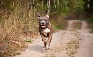 Un pitbull, illustration