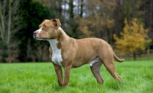 Un American Staffordshire semblable à Ollie