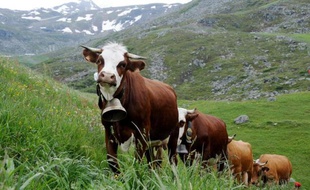 Les Français sont à 97% des mangeurs de viande