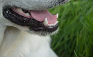 Une analyse comportementale du chien est en cours.