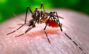 Un Aedes albopictus, vecteur, notamment, du chikungunya.