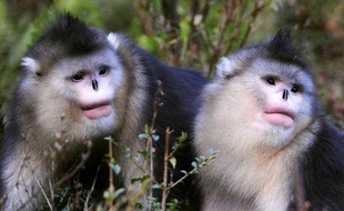 Des singes rhinopithèques, dans une réserve en Chine en 2009.