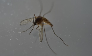 Le moustique tigre est un potentiel vecteur du chikungunya.