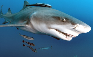 Un requin, au large de la Floride (illustration).
