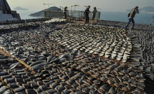 Des ailerons de requin sèchent au soleil sur le toit d'une usine à Hong Kong, le 2 janvier 2013