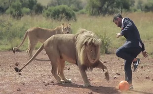 A en juger par la vidéo, les lions sont tout de même assez personels balle au pied.