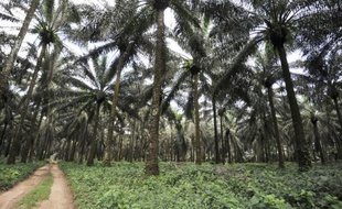 Greenpeace International et l'institut Oakland ont demandé jeudi dans un communiqué "une enquête approfondie" sur la société américaine Herakles Farms, qui mène au Cameroun un projet controversé de culture de palmiers à huile.