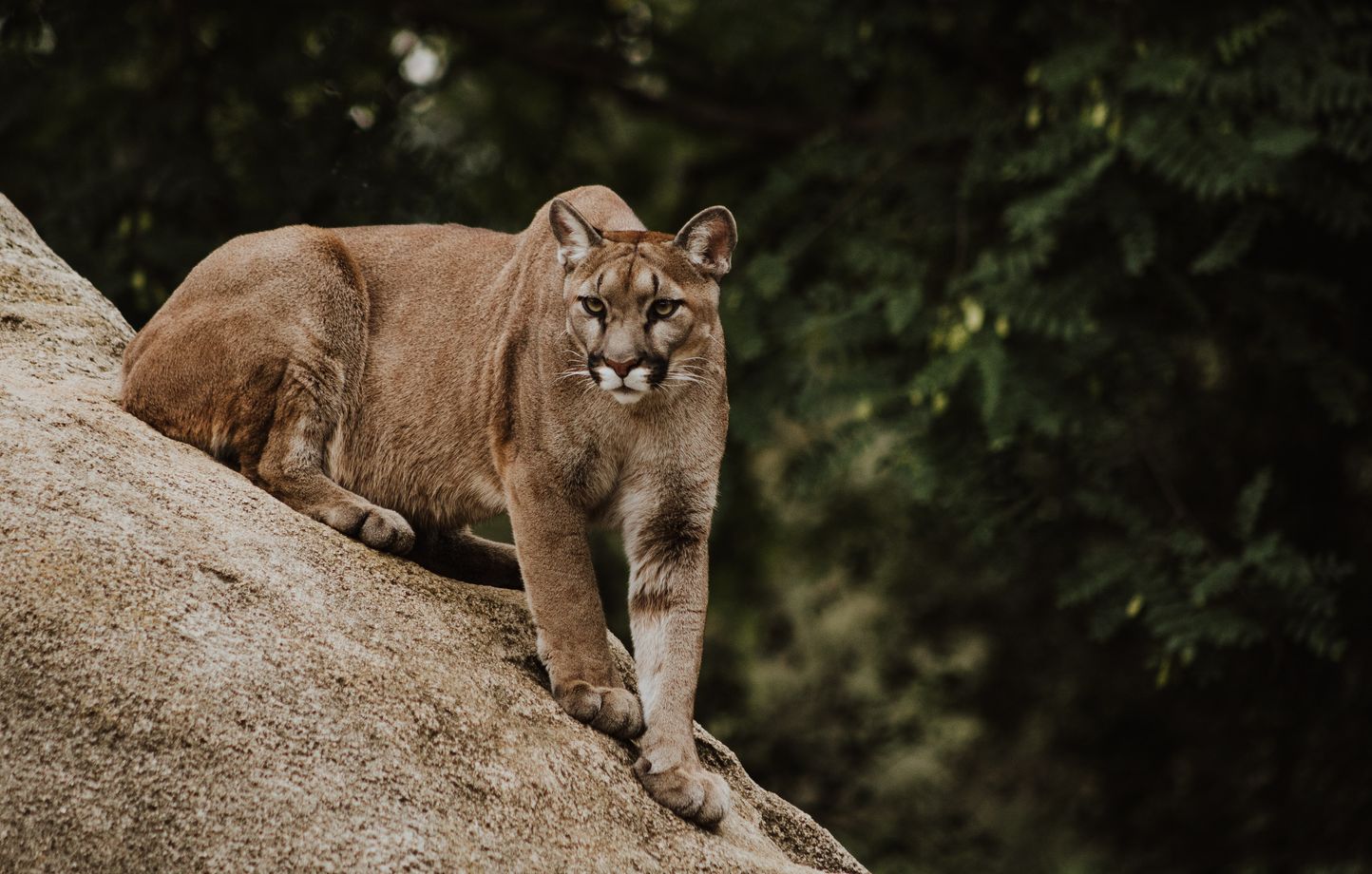 Le puma (ou cougar) vit en Amérique du Nord et du Sud.